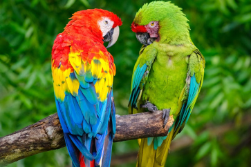 Which macaw species are available in Australia?