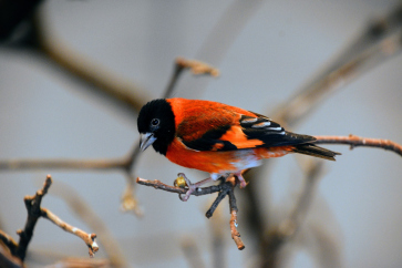 Red Siskin